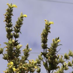 Phlomis crinita subsp. mauritanica