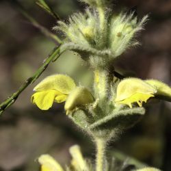 Phlomis crinita subsp. mauritanica