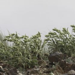 Phlomis crinita subsp. mauritanica