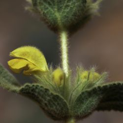 Phlomis crinita subsp. mauritanica