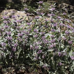 Phlomis herba-venti