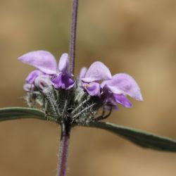 Phlomis herba-venti