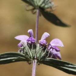 Phlomis herba-venti