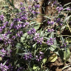 Phlomis herba-venti