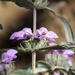 Phlomis herba-venti