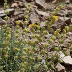 Phlomis lychnitis