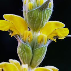 Phlomis lychnitis