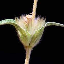 Phlomis lychnitis