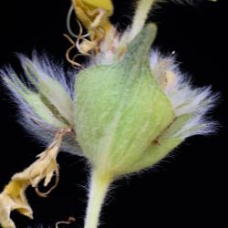 Phlomis lychnitis