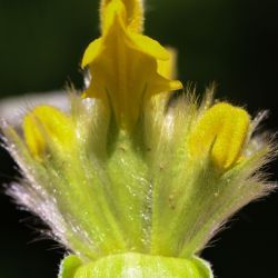 Phlomis lychnitis