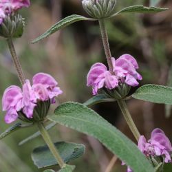 Phlomis purpurea subsp. caballeroi