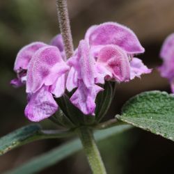 Phlomis purpurea subsp. caballeroi