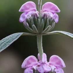 Phlomis purpurea subsp. caballeroi