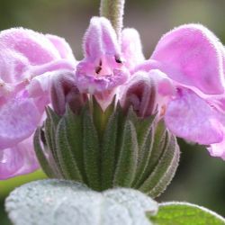 Phlomis purpurea subsp. caballeroi