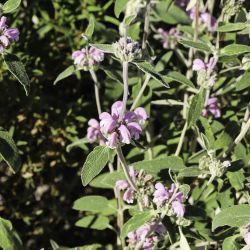 Phlomis purpurea subsp. purpurea