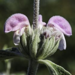 Phlomis purpurea subsp. purpurea