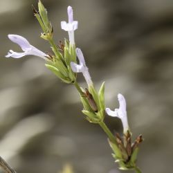 Pitardia nepetoides