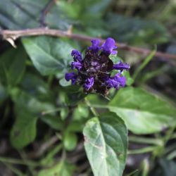 Prunella vulgaris