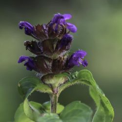 Prunella vulgaris