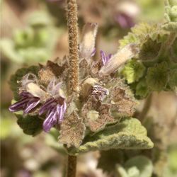 Pseudodictamnus hirsutus