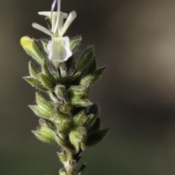 Rosmarinus eriocalyx var. pallescens