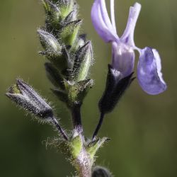 Rosmarinus eriocalyx