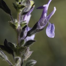 Rosmarinus eriocalyx