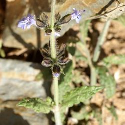 Salvia aegyptiaca