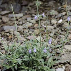 Salvia aegyptiaca