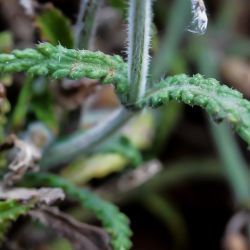 Salvia aegyptiaca