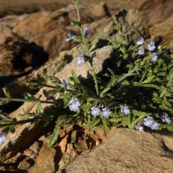 Salvia aegyptiaca