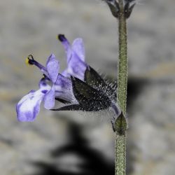 Salvia aegyptiaca