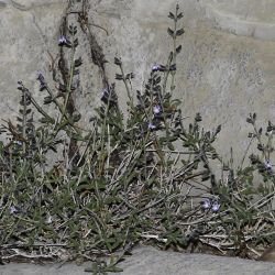 Salvia aegyptiaca