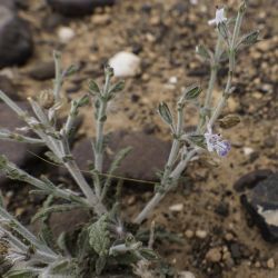 Salvia aegyptiaca
