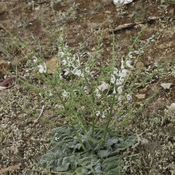 Salvia argentea