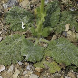Salvia argentea