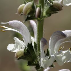 Salvia argentea