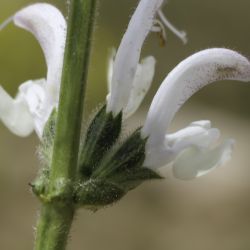 Salvia argentea