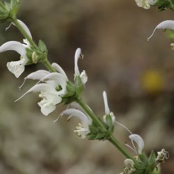 Salvia argentea
