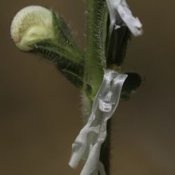 Salvia argentea