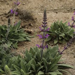 Salvia gattefossei