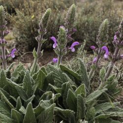Salvia gattefossei