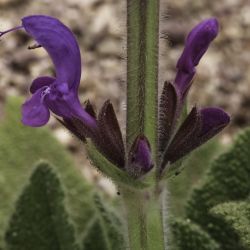 Salvia gattefossei