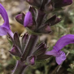 Salvia gattefossei