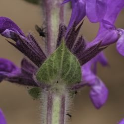 Salvia gattefossei