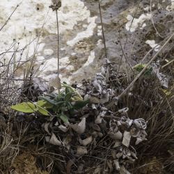 Salvia interrupta subsp. paui