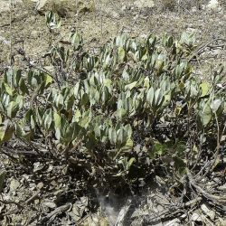 Salvia lavandulifolia subsp. blancoana