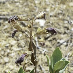 Salvia lavandulifolia subsp. blancoana