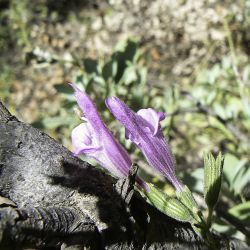 Salvia lavandulifolia subsp. blancoana