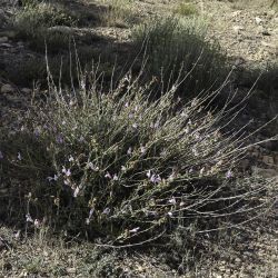 Salvia lavandulifolia subsp. maurorum